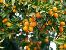 Продаю кумкват по 250р 