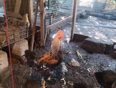 Продаётся домашний петух