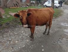 Корова 2года