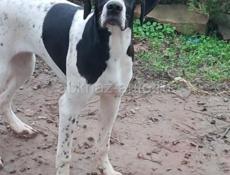 Английский понтр