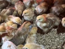 Цыплята-бройлеры Редбро