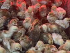 Цыплята-бройлеры Редбро