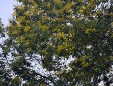 Куплю  мимозу 