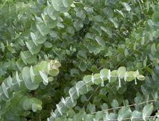 Продается саженцы эвкалипта 