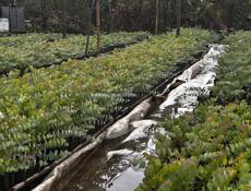 Саженцы эвкалипта 