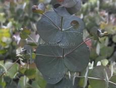 Саженцы эвкалипта 