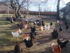 Куры, индюки 