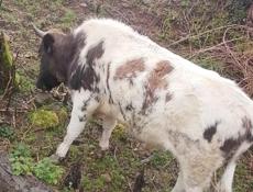 Продаётся бык маладои 