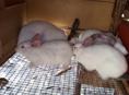 Кролики больших пород.