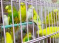 Попугай волнистый
