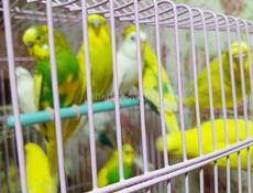 Попугай волнистый