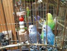 Попугай волнистый