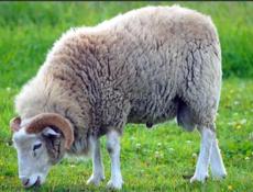 Продается трехгодичный баран 