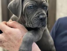 Щенки КАНЕ КОРСО 🖤🖤🖤🖤🖤🖤🖤🖤🖤🖤🖤