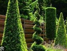 обрезка деревьев