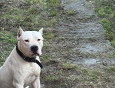 2 года хочет сучку 