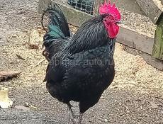 Петух и куры 