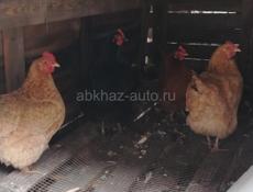 Петух и куры 