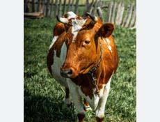 Карова в марте отелится в тарой раз 