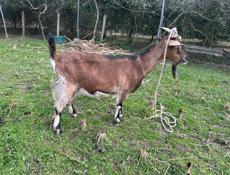 Коза альпийско нубийская смесь 