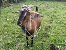 Коза альпийско нубийская смесь 