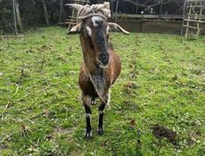 Коза альпийско нубийская смесь 