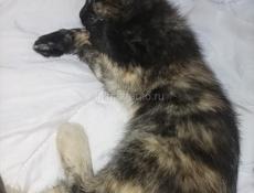 Срочно пристроем котят в добрые руки 