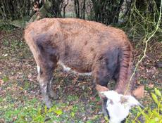 Бычок и 2 коровы