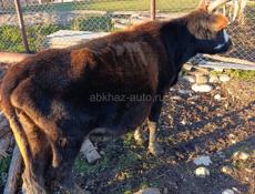 Бычок и 2 коровы