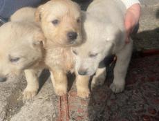 В добрые руки,щенки