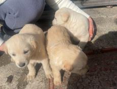 В добрые руки,щенки