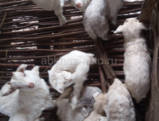 Срочно козы с козлятами срочно 9961888