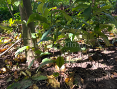 Азимин один корень 500 руб