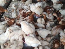 Продаю цыплят несушек им месяц и три недели 