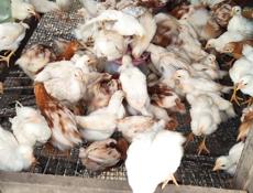 Продаю цыплят несушек им месяц и три недели 