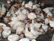 Продаю цыплят несушек им месяц и три недели 