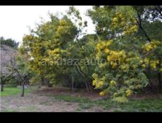 На мимозу заказ принимаю  до 4 марта, готовый  с ящиками 6 кило ложу, вместе с тарои 7 кило , мусор не ложу, цена 1700 рублей готовый.