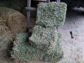 Сено люцерна, разнотравье и луговой вперемешку с люцерной