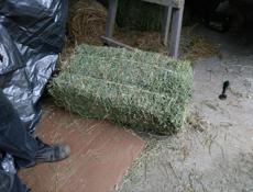 Сено люцерна, разнотравье и луговой вперемешку с люцерной