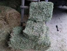 Сено люцерна, разнотравье и луговой вперемешку с люцерной