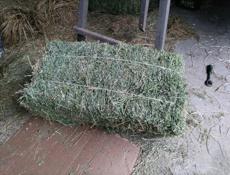 Сено люцерна, разнотравье и луговое сено вперемешку с люцерной