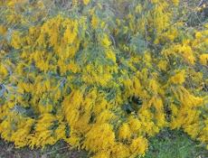 Куплю мимозу