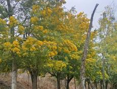 Куплю мимозу