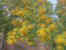 Куплю мимозу