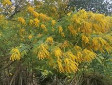 Куплю мимозу оптом 