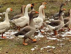 Домашние птицы,индейка ,гуси ,петухи .