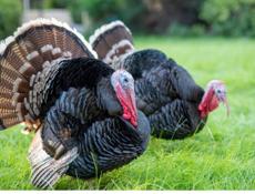 Домашние птицы,индейка ,гуси ,петухи .