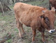 Продаётся тел