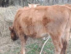 Продаётся тел