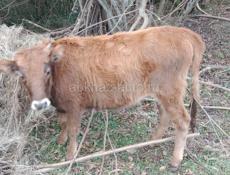 Продаётся тел